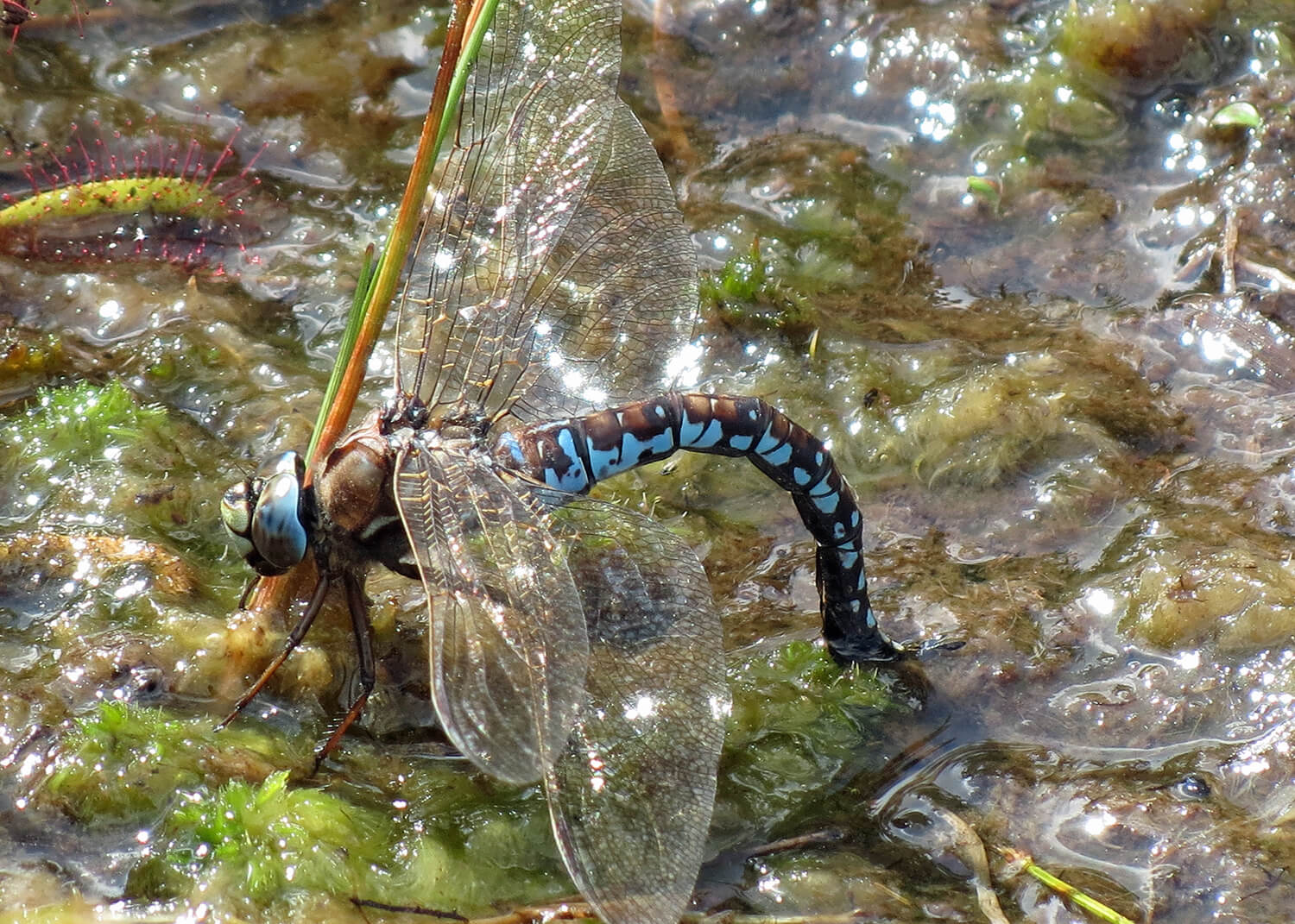 Female Aeshna caerulea Ovipositing by Paul Ashton